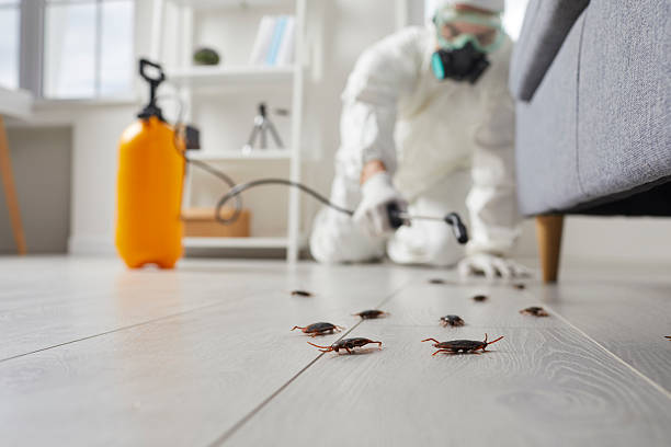 Affordable Termite Control solutions in Pine Bluffs, WY